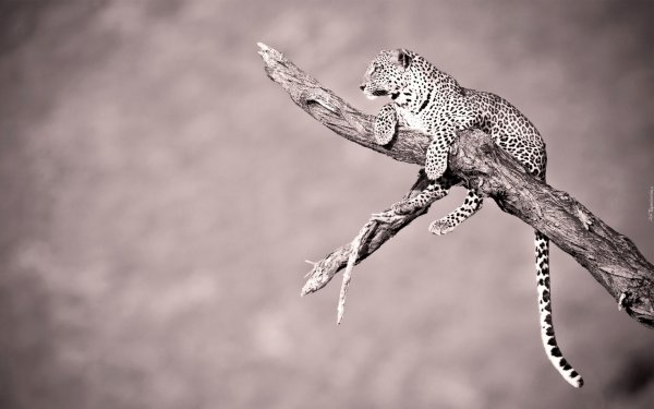 африканский леопард