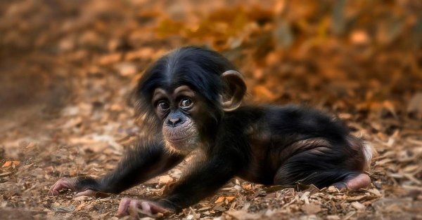 детеныши шимпанзе