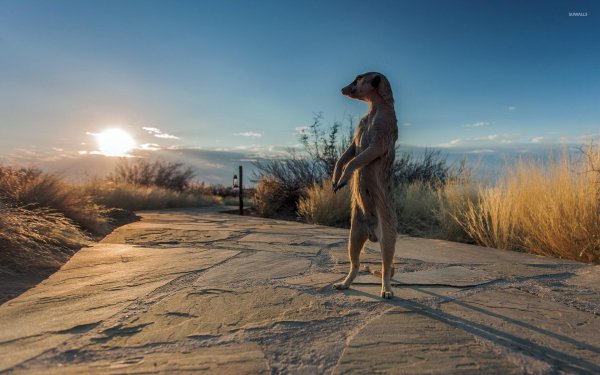 сурикаты калахари