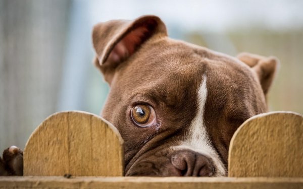 забавные собаки