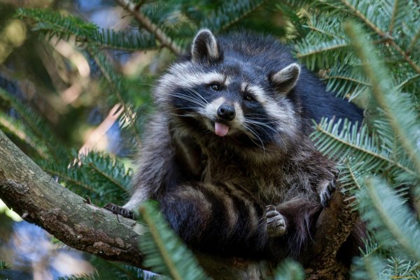 злобный енот