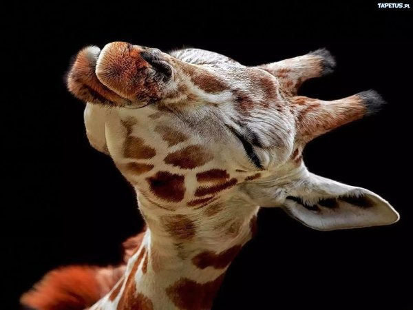 прикольный жираф