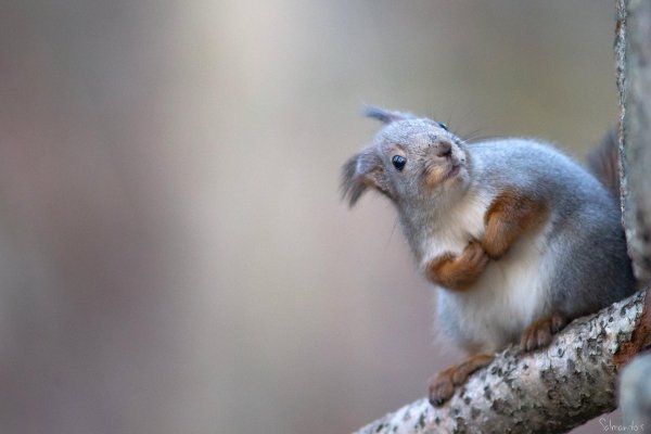 белка алтайская телеутка