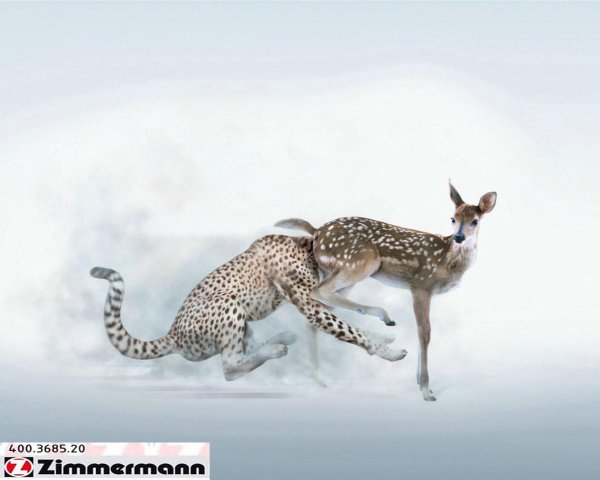 демотиваторы с животными