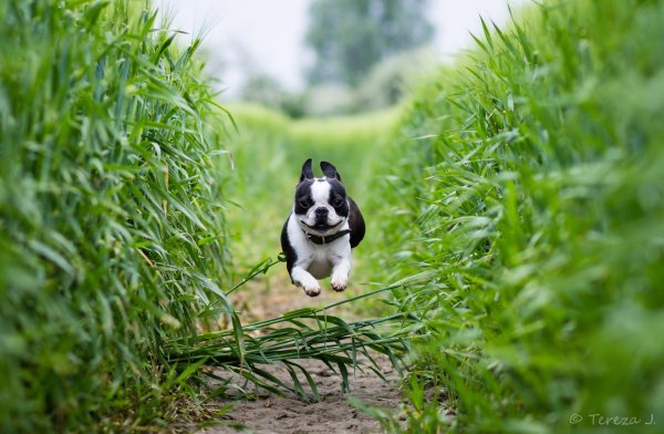 boston terrier dog