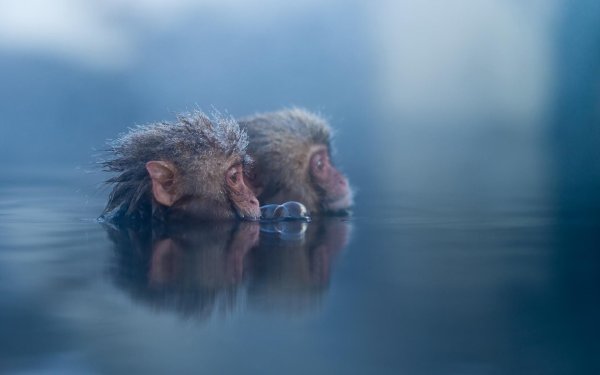 обезьянка в воде