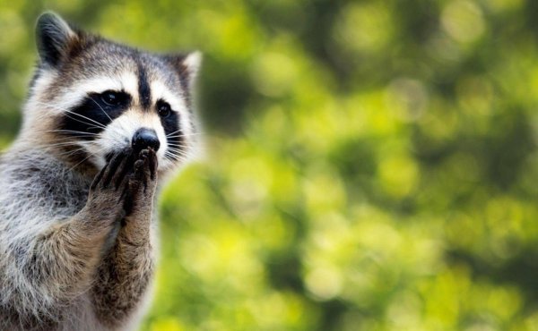 удивленный енот