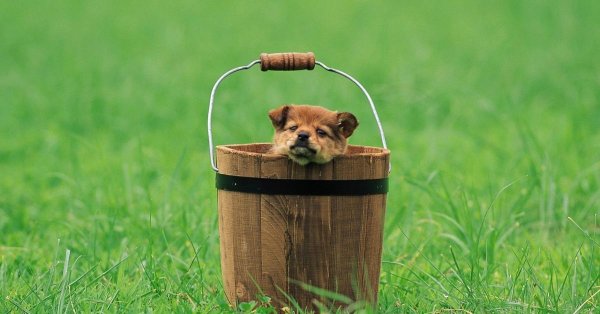 лето животные