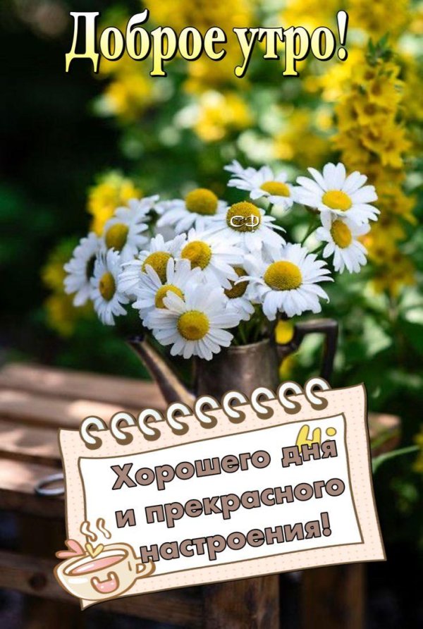 красивые ромашки