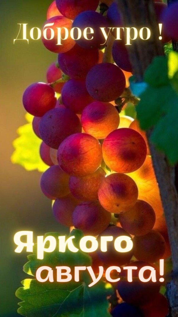 красивый виноград