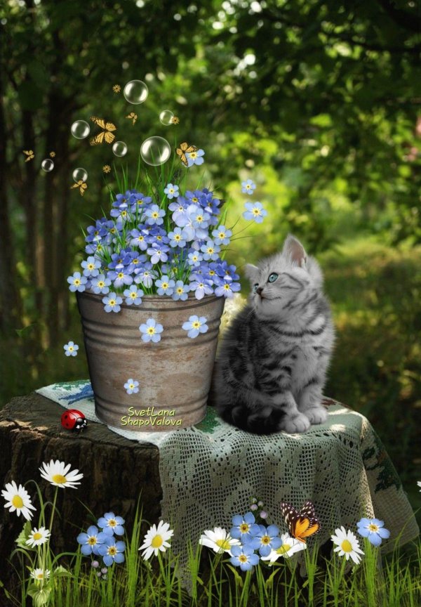 котенок красивый