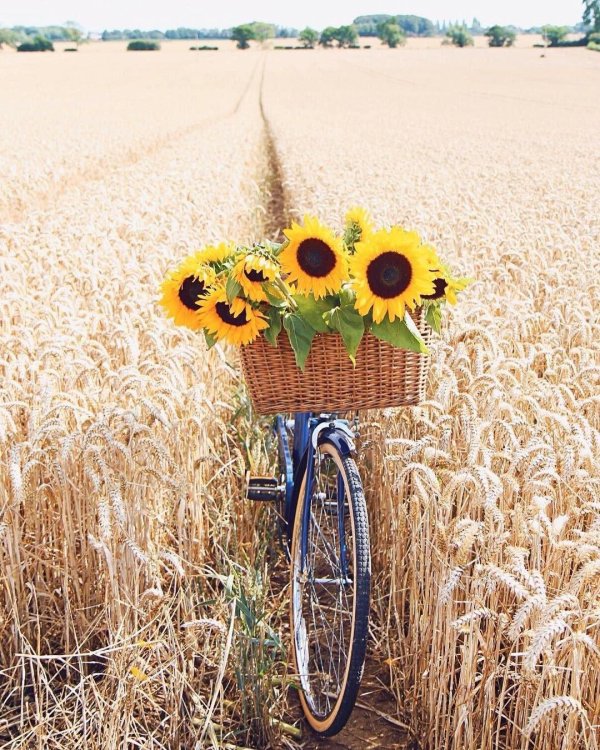 велосипед в поле
