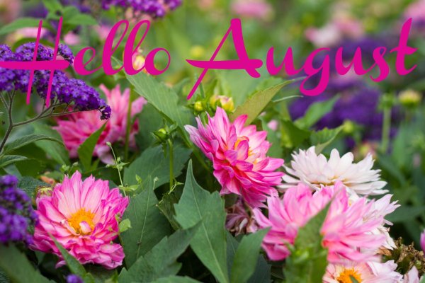 георгина сорта