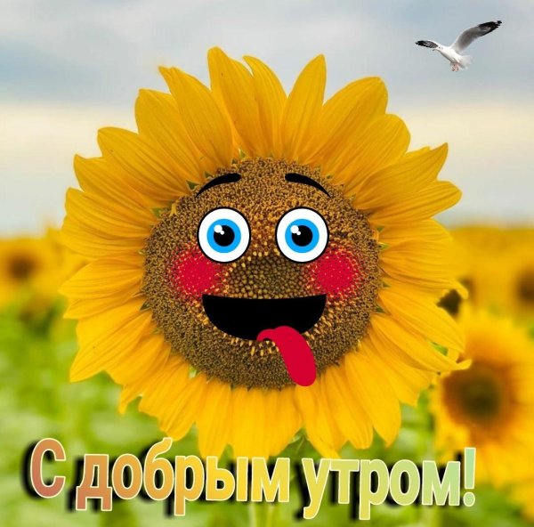 с добрым утром красавица прикольные