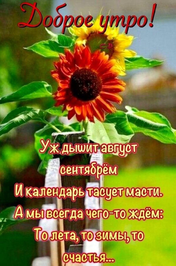 уж дышит август сентябрем и календарь тасует масти