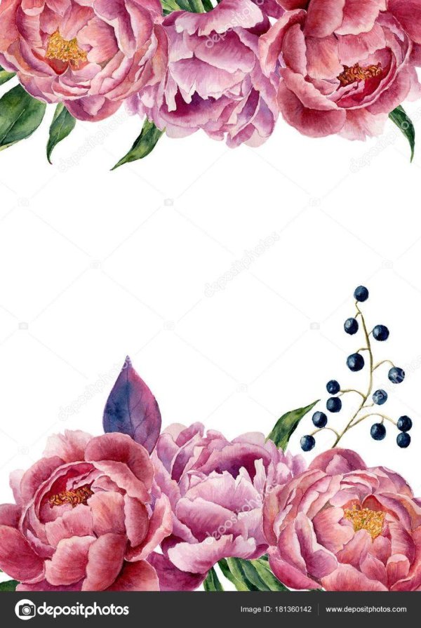 пионы рамка