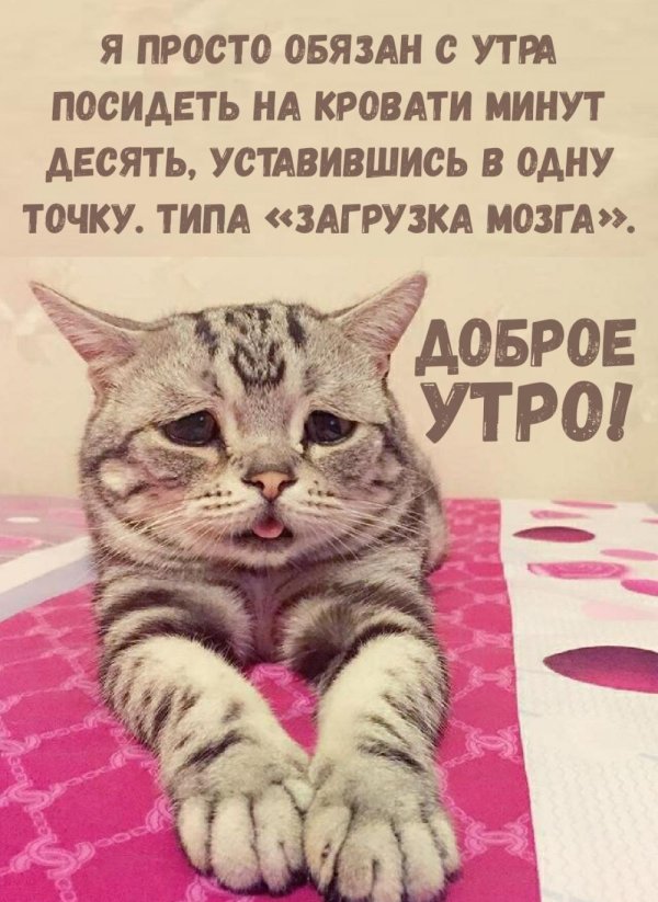 кошка породы луху