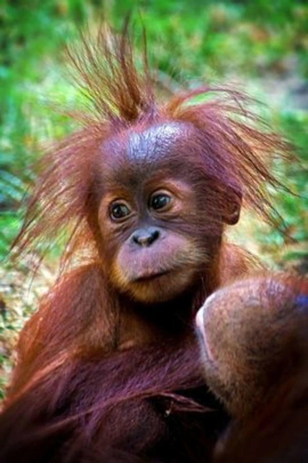 орангутанг борнео