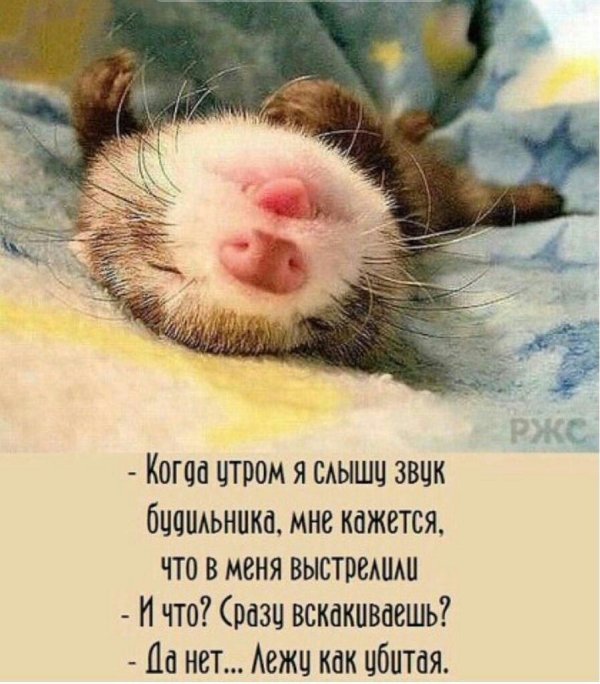 спящие хорьки