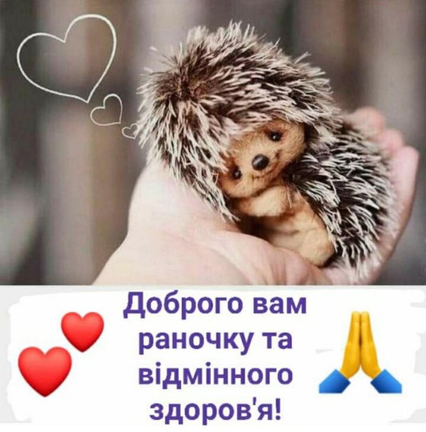 тедди ёжик феденька