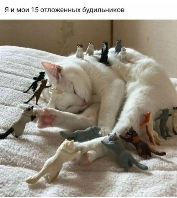 cмешные животные