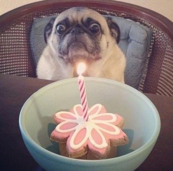 мопс смешной