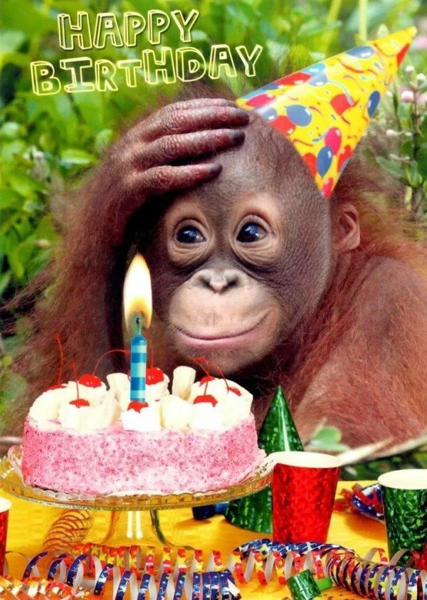 веселая обезьяна