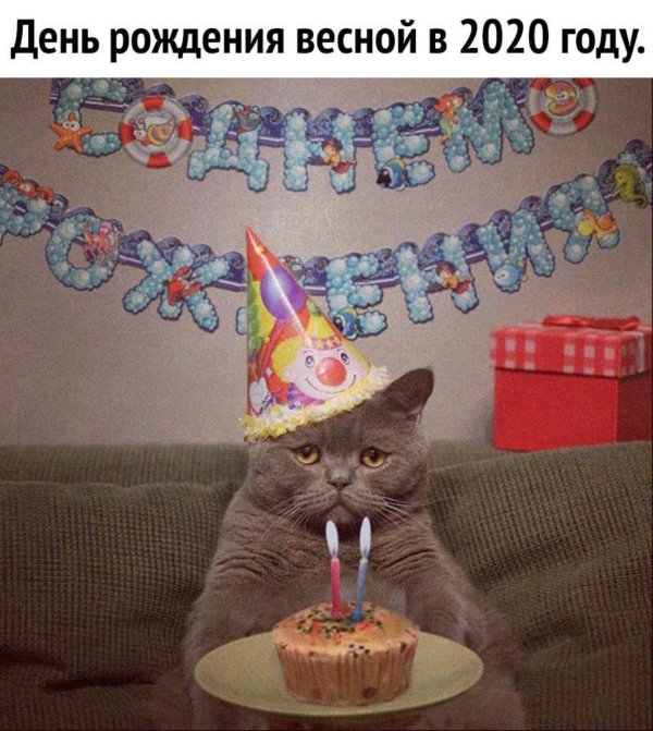 день рождения котик
