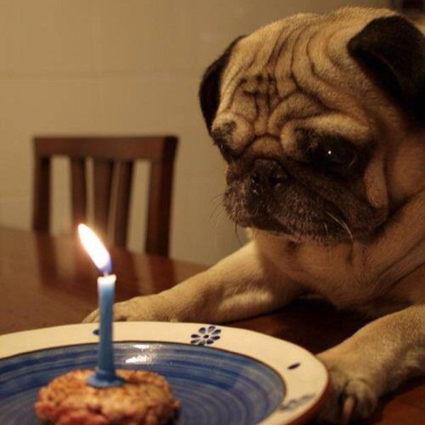 праздничный мопсик