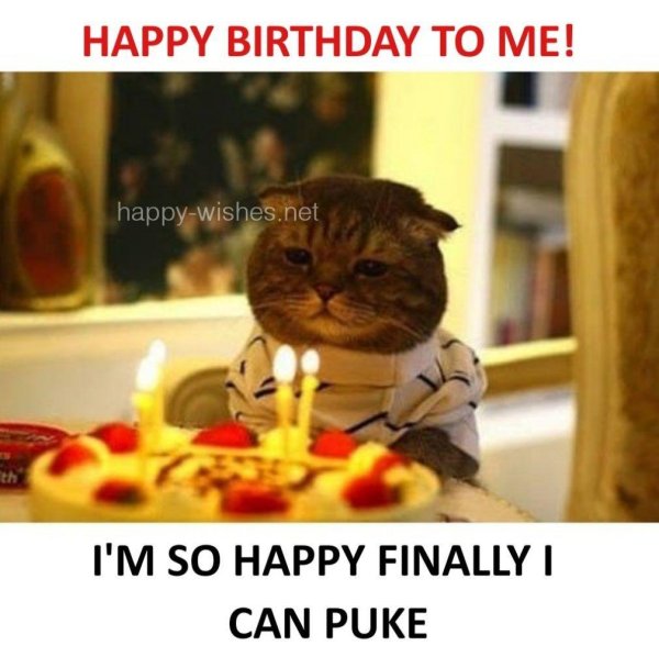 кот с тортом