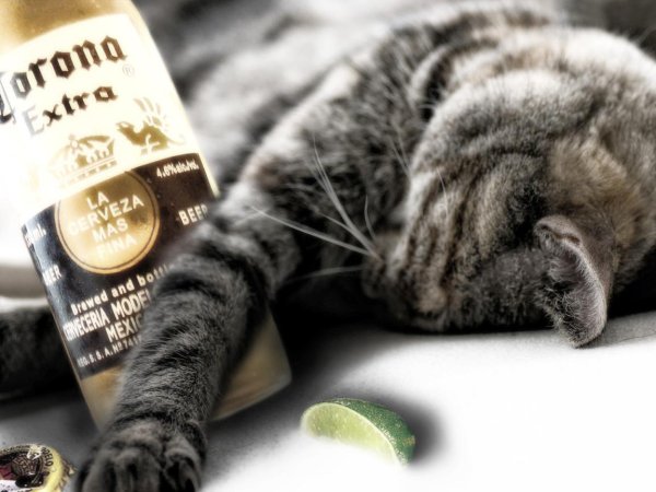 кошка прикольная