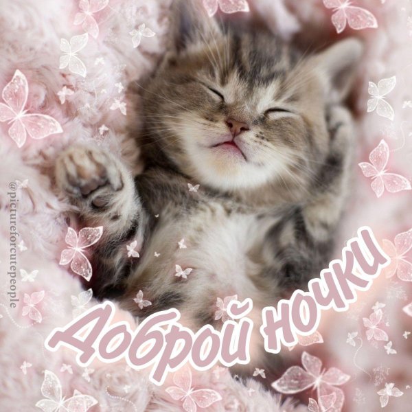 спящие котята