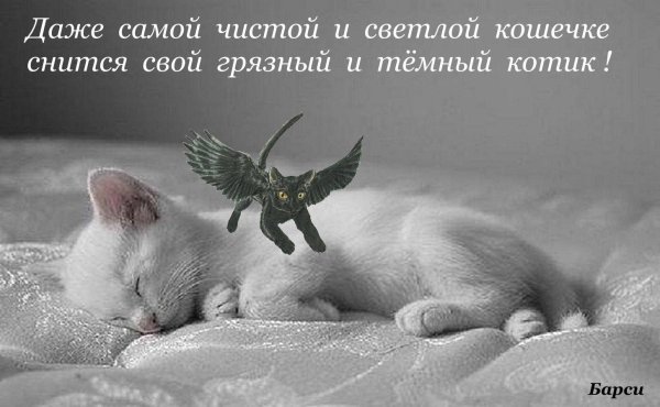 спящие котята