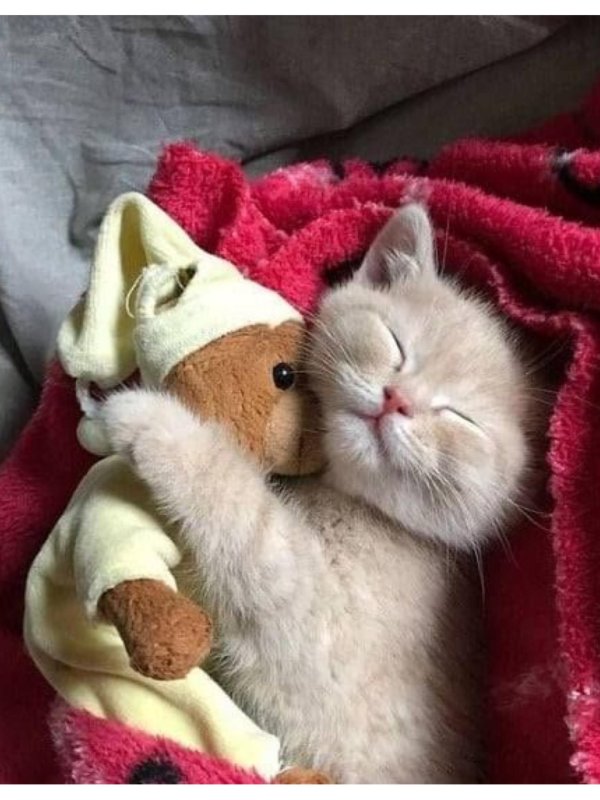 сладких снов котик