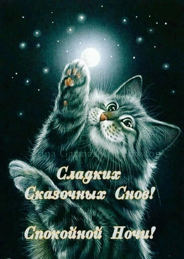 доброй ночи кошка
