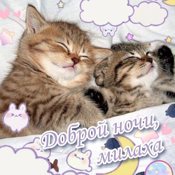 спящие котята