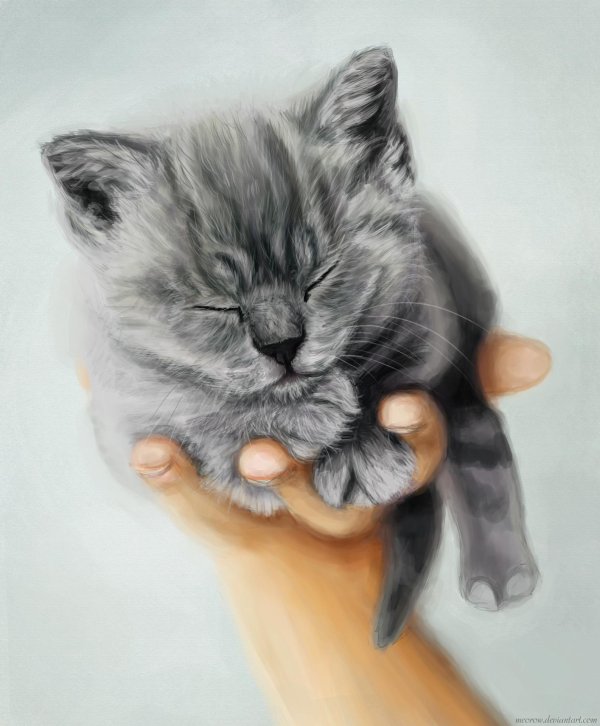 котенок маленький