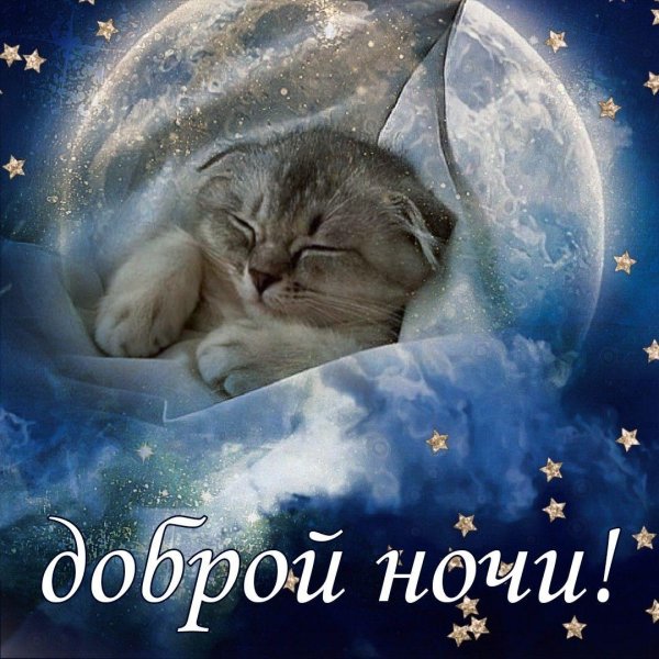 котик доброй ночи
