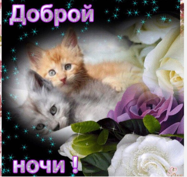 открытки доброй ночи с котятами
