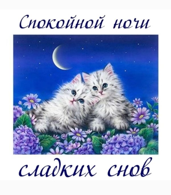 очаровательные котята