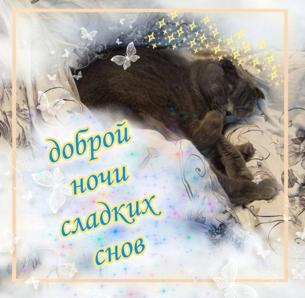 сладких снов с котиками