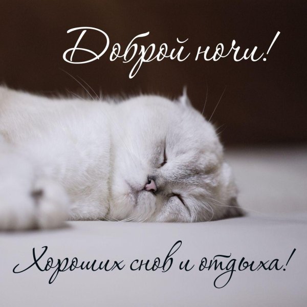 котик доброй ночи