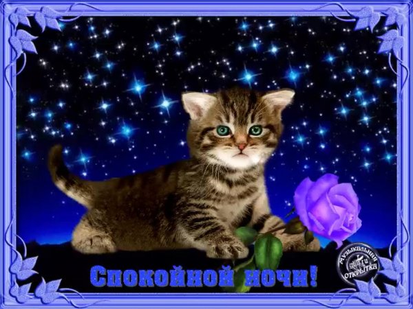 стикер добрый вечер и спокойной ночи