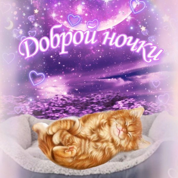 котик доброй ночи
