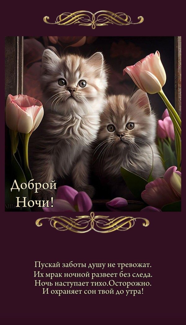 доброй ночи с котятами