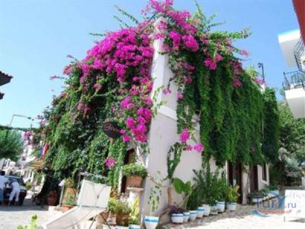 санторини греция бугенвиллия