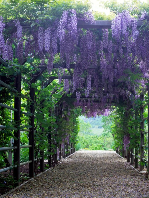 wisteria garden