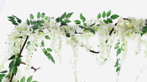 глициния белая