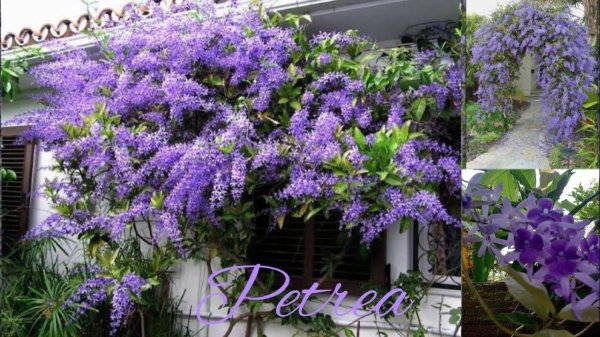 petrea volubilis