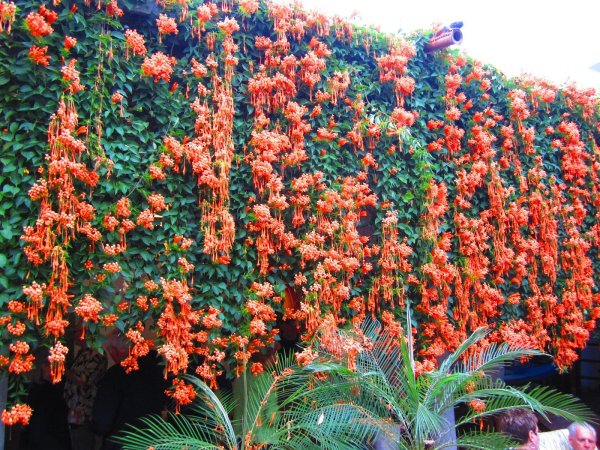 жимолость брауна dropmore scarlet